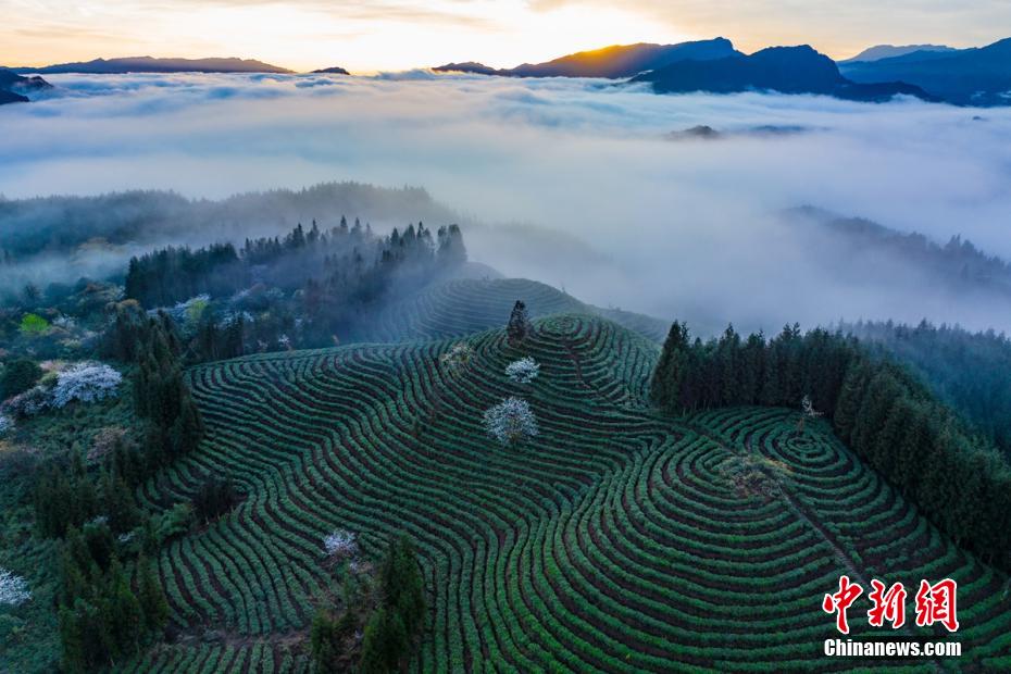 【玩转山地】四川洪雅：高山茶开采 云雾下的茶山美如画