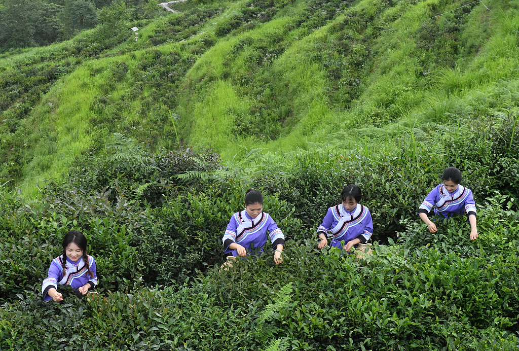 Bountiful harvest in Guizhou