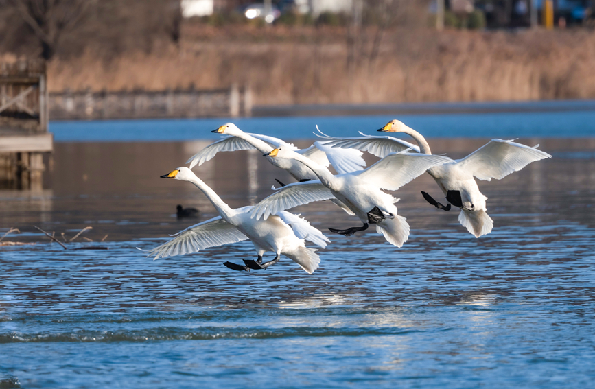 White swans arrive at wetland in north China