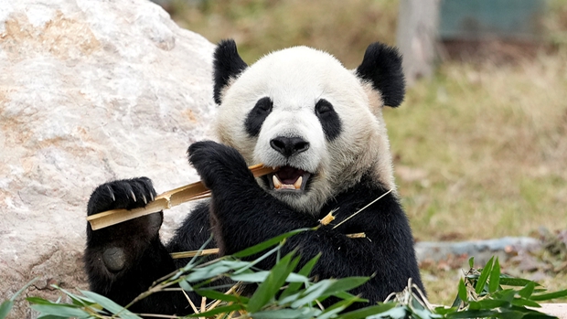 A new destination for panda lovers: Mianyang China Giant Panda Garden