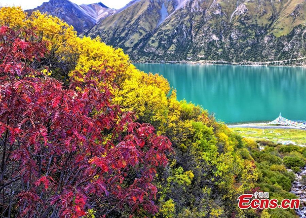 Lhari county in Tibet ushers into golden autumn