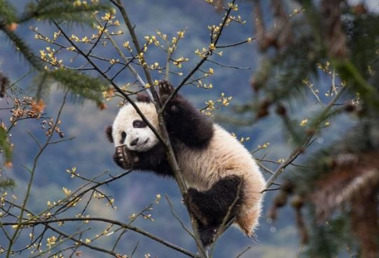 South Korean tours to China surge over seven-fold in May after giant panda returns home