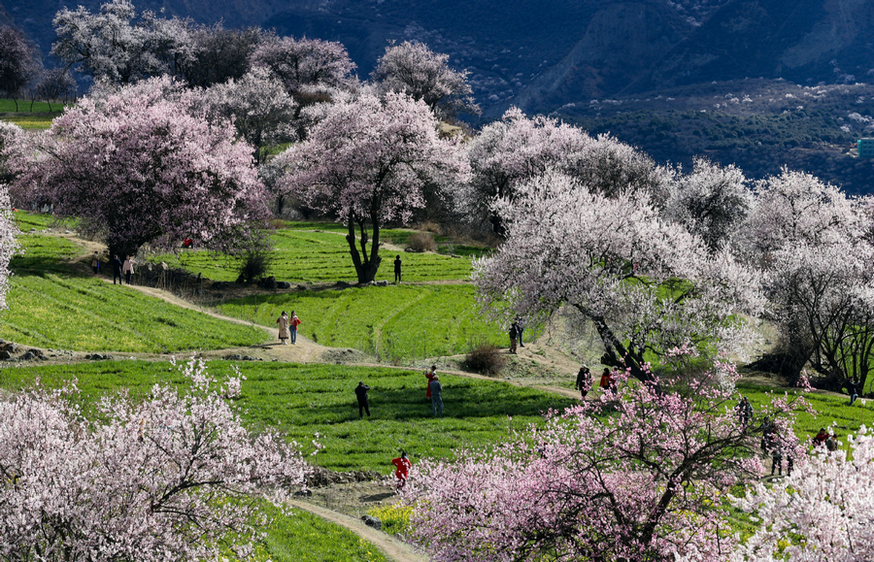 Peach blossoms attract tourists in SW China’s Tibet