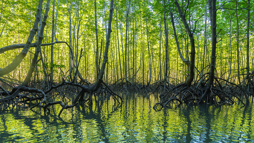 China introduces wetland conservation achievements in Geneva