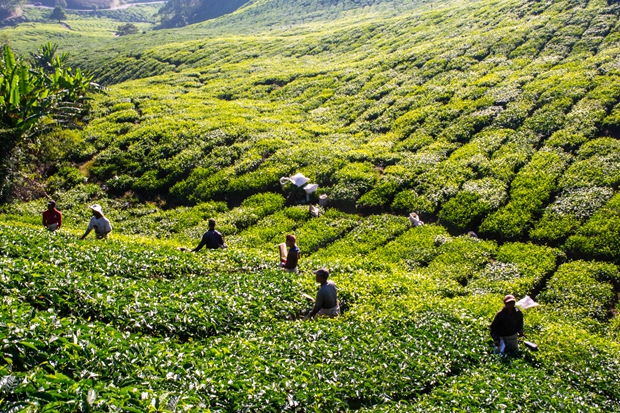 Lijiang, Yunnan Province, is projected to welcome over 83 million visitors by 2025.