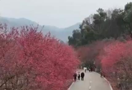 青赏花正当时 多地以“花”为媒装扮乡村特色产业路