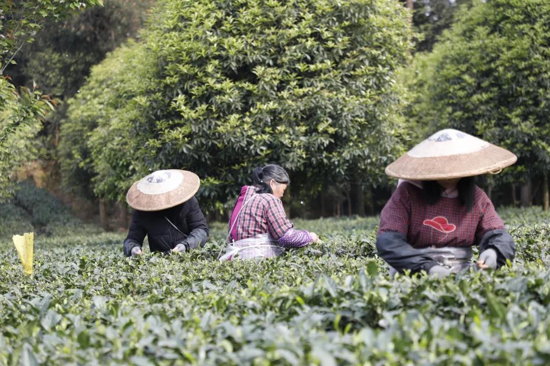 多地晒春节文旅市场“成绩单”：就近出游成主流