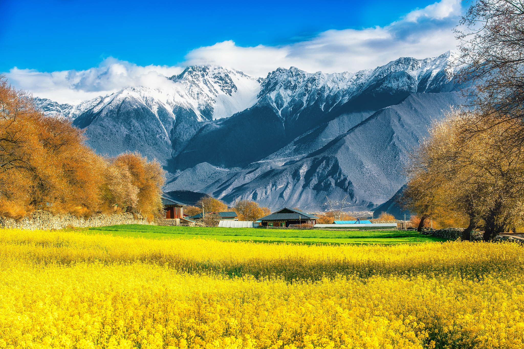 2021 blooming schedule of rapeseed flowers across China