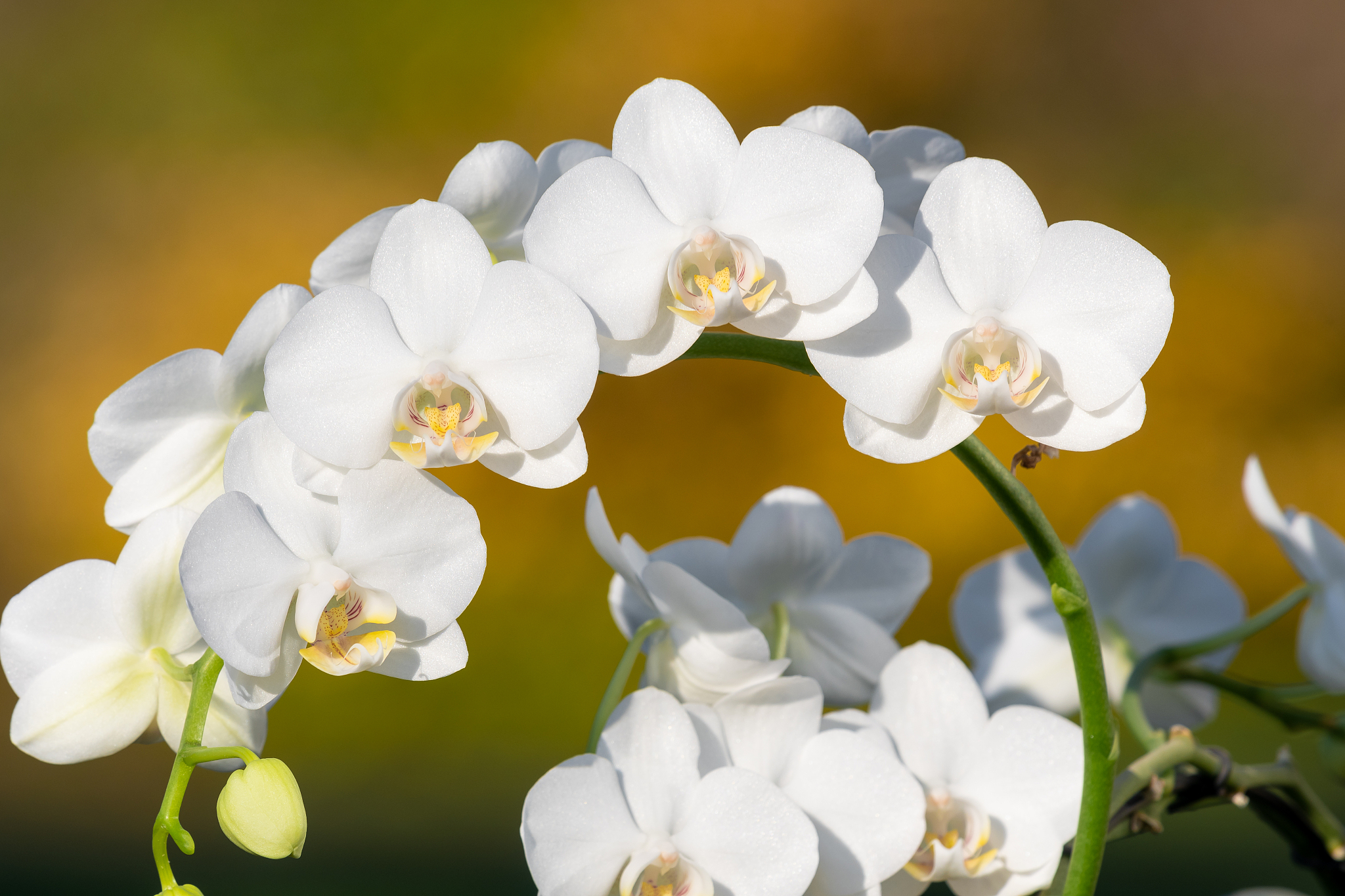 Spring flowers vying for tourists in Zhejiang Province