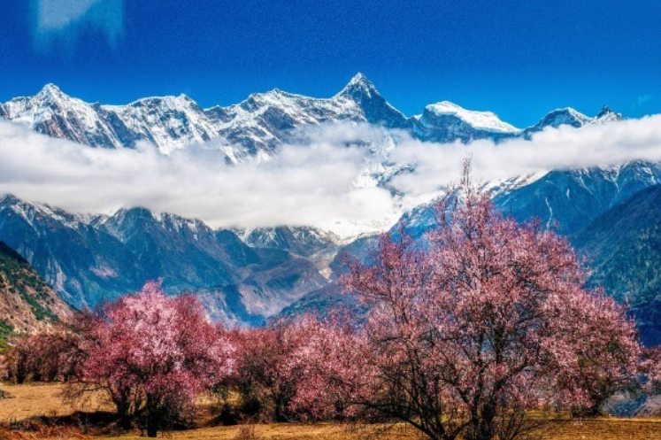 Annual peach blossom festival to start in Tibet next week