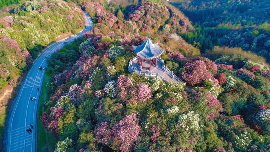 【玩转山地】繁花万朵，独树成春，这个春天一定要去百里杜鹃