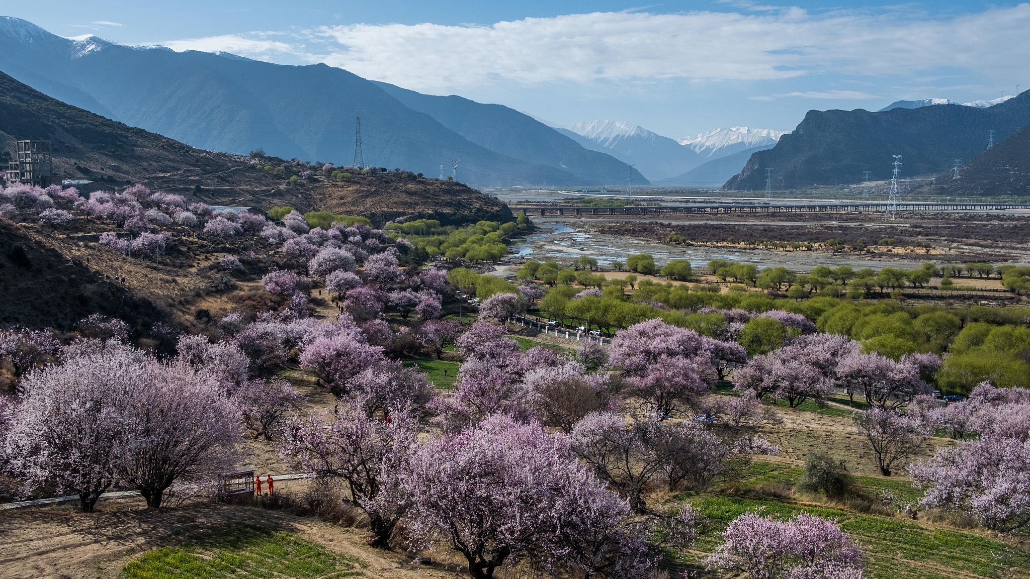 Annual Nyingchi peach blossom festival opens in SW China