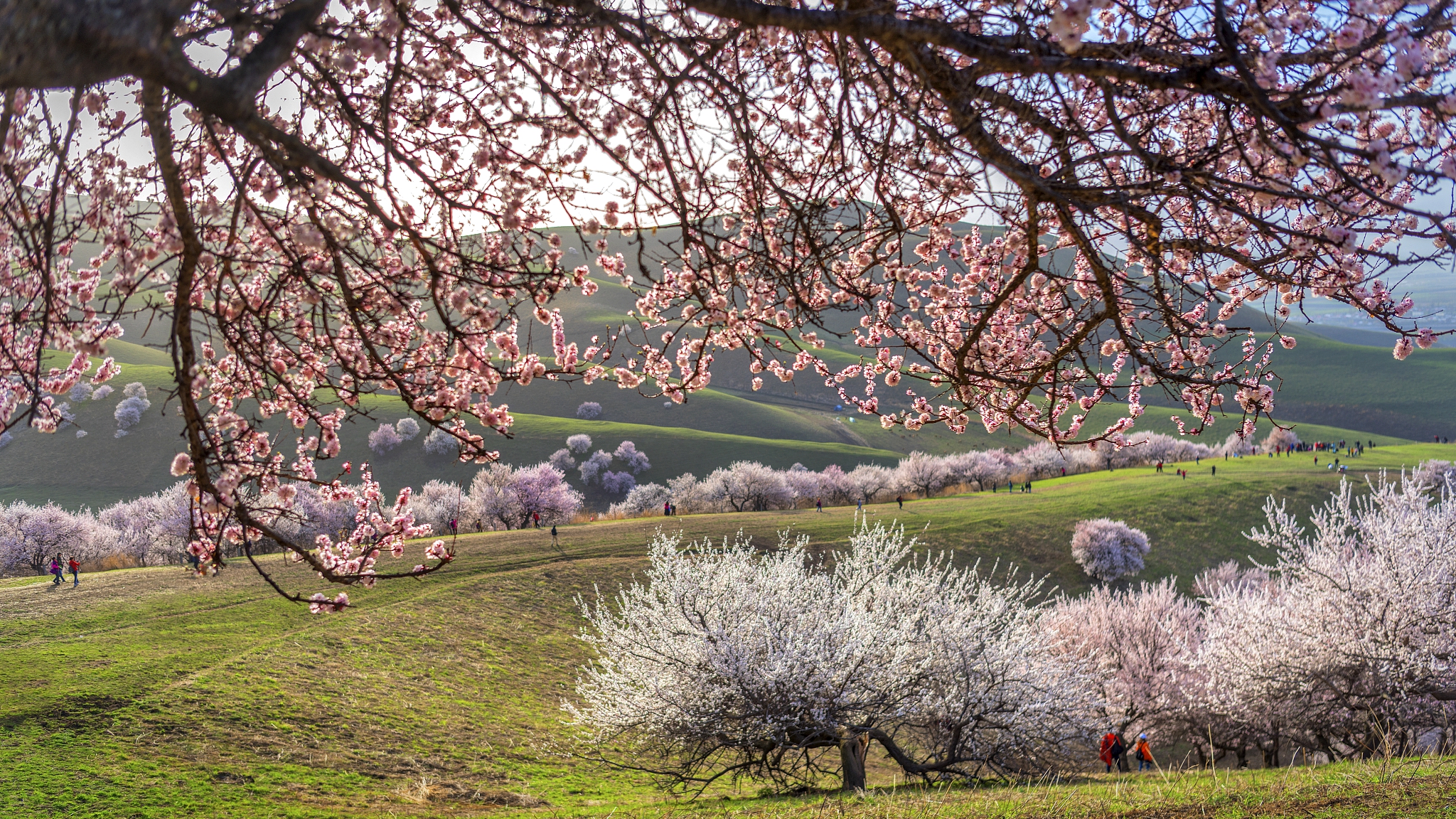 Xinjiang