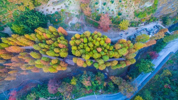 10 beautiful dawn redwood forests in China