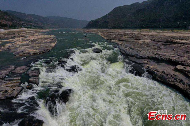 Hukou Waterfall of the Yellow River turns green in N China