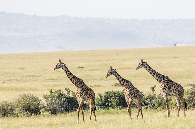 Safari time