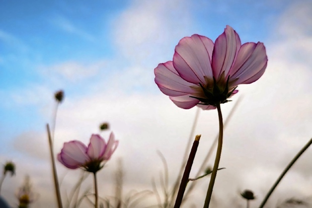 Embrace a sea of galsang flowers in Litang, SW China