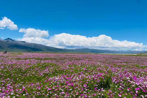 Tibet to launch tourist route featuring countryside experience