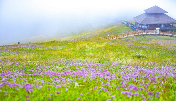 Sea of wild leek flowers in Guizhou enchants visitors