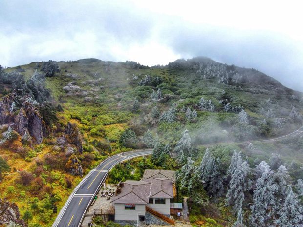 Firs autumn rime falls on Shennongjia forest