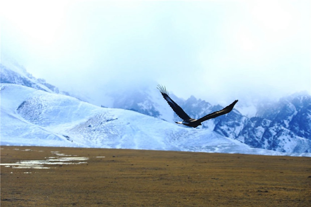 Snow-covered grassland forms an enchanting sight in magnificent Xinjiang