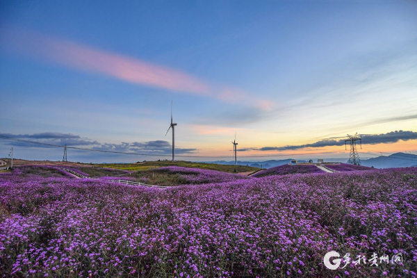 Guiyang, ideal place to admire flowers this summer