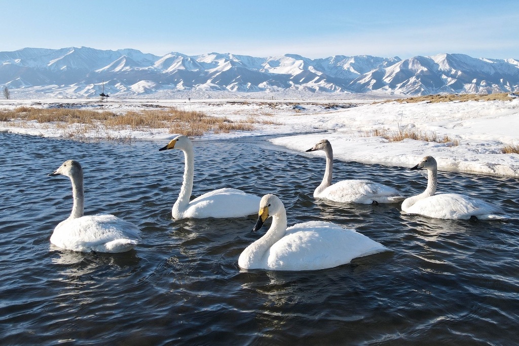 【玩转山地】新疆哈密天鹅与雪山同框 构成唯美生态景观画