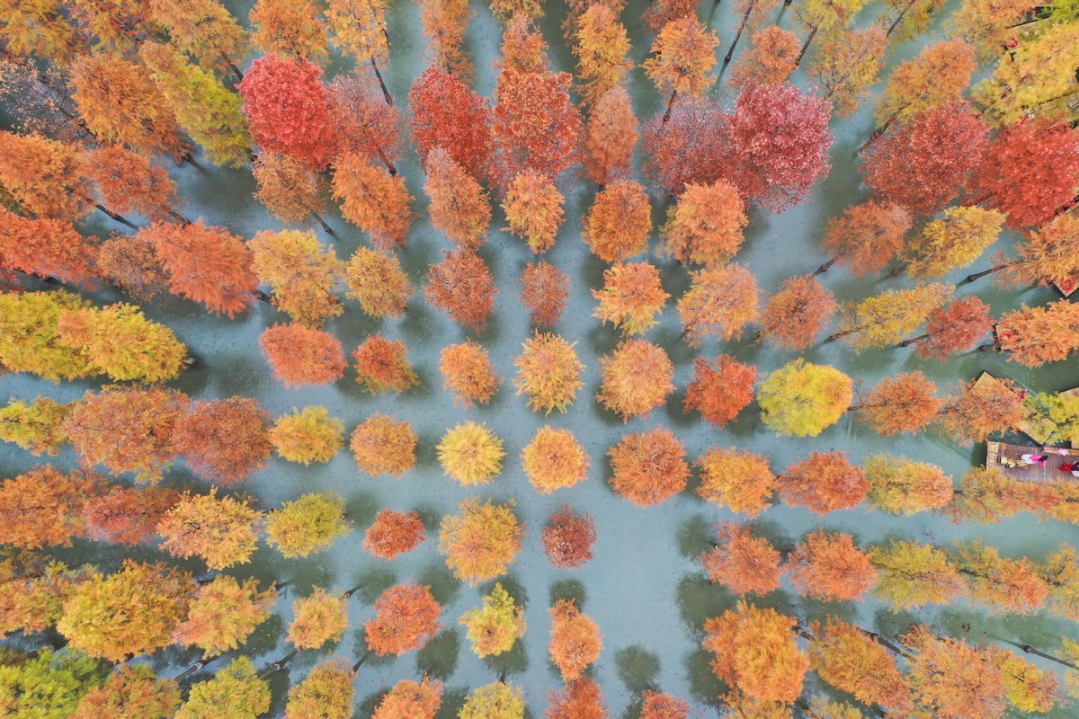 Autumn scenery of Hongze Lake Wetland Scenic Area in East China