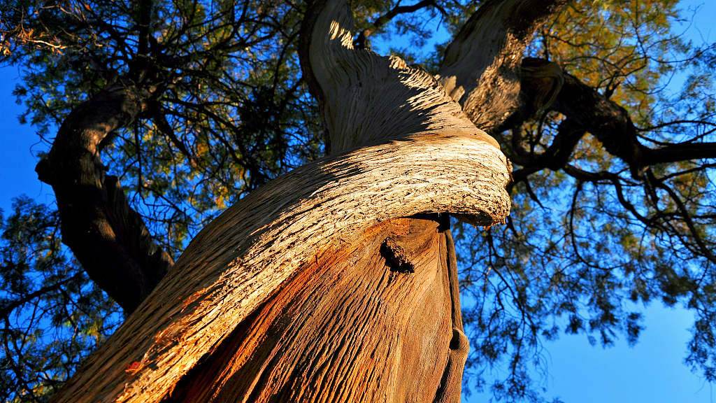 20 ancient tree parks will be built next year in China