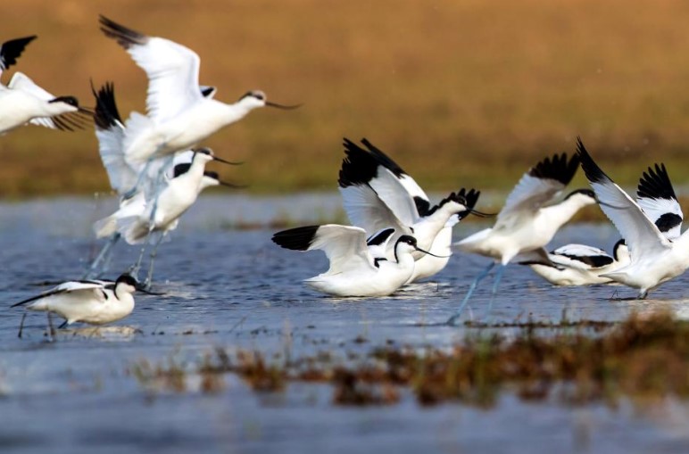 Birds seen in winter across China