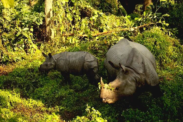 奇特旺：尼泊尔璀璨的明珠