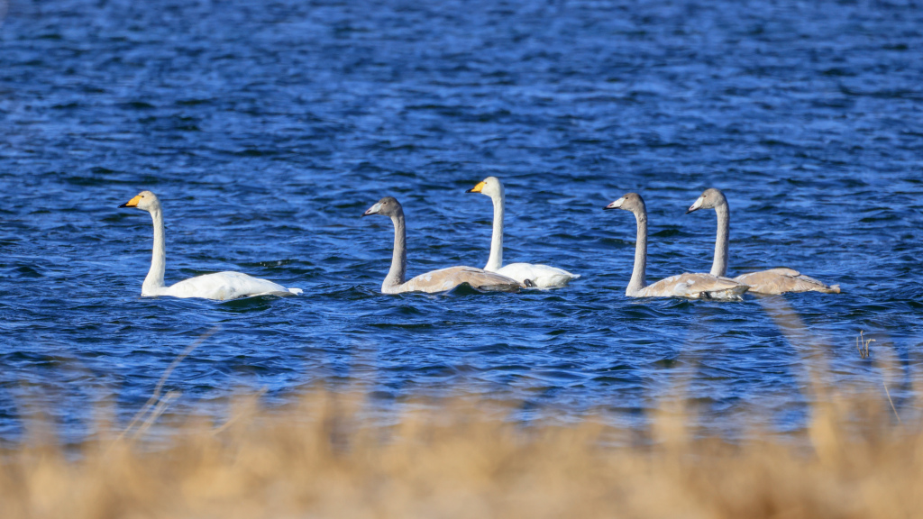 Migratory swans forage in NW China