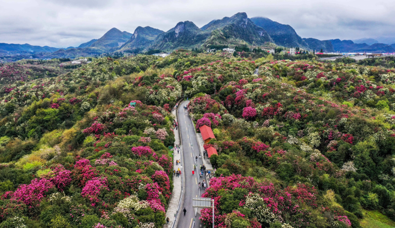 Guizhou | Bijie City | Azalea