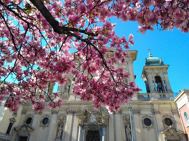 Springtime Blossoms in Milan