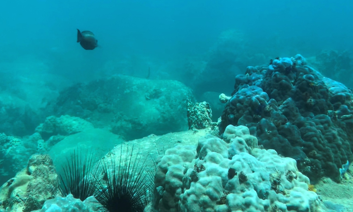 This photo taken on June 3, 2022 shows fish on the seabed off Hon Mun island in Vietnam's Nha Trang Bay. Photo: AFP